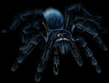 Lade das Bild in den Galerie-Viewer, Der Vogelspinnen Hoodie